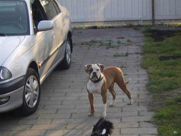 Amerikansk bulldog Ida aka Amagerpigen f. - Skal vi køre bil eller hvad???? billede 12