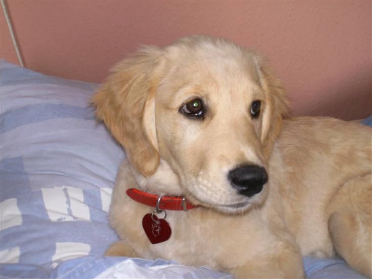 Golden retriever * Molly * billede 8