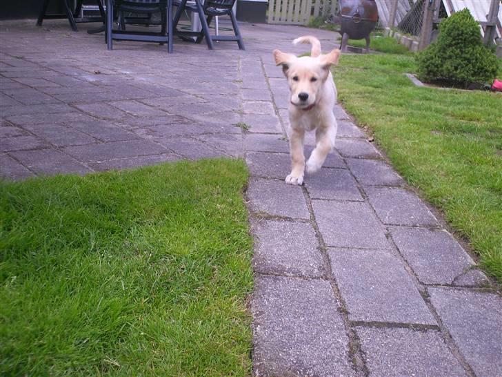 Golden retriever * Molly * billede 9