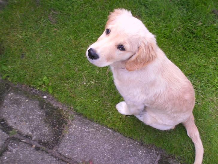Golden retriever * Molly * billede 10