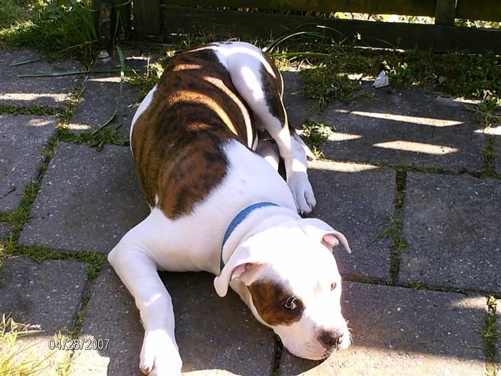Amerikansk bulldog Jab's Leo. - man kan jo godt blive træt selvom man er en stor hund billede 1