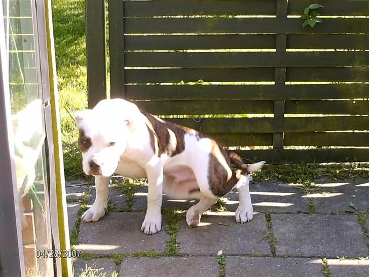 Amerikansk bulldog Jab's Leo. billede 2