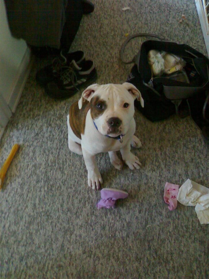 Amerikansk bulldog Jab's Leo. billede 3