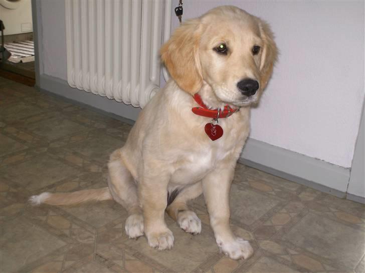 Golden retriever * Molly * billede 11