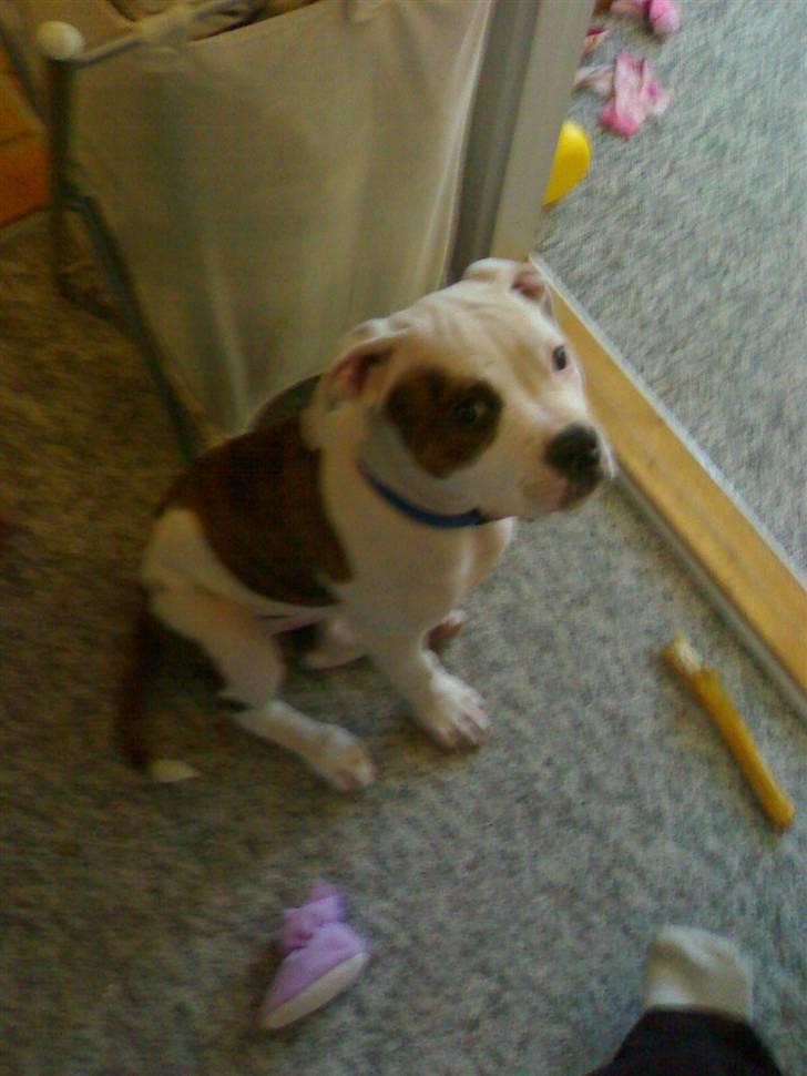 Amerikansk bulldog Jab's Leo. - baby leo billede 4