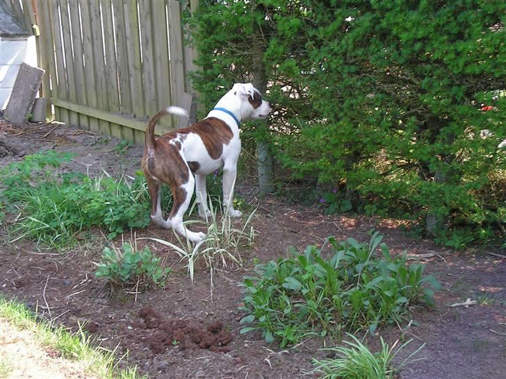 Amerikansk bulldog Jab's Leo. - uhh der er kaniner derinde. billede 5