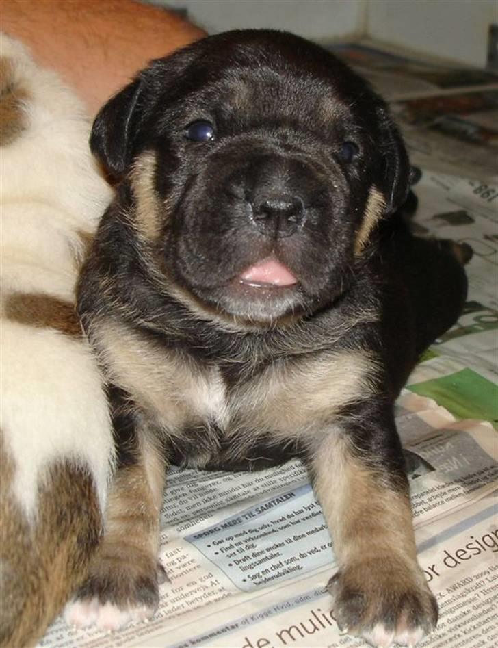 Blanding af racer Hendrix - Her er jeg kun få uger gammel :) billede 5