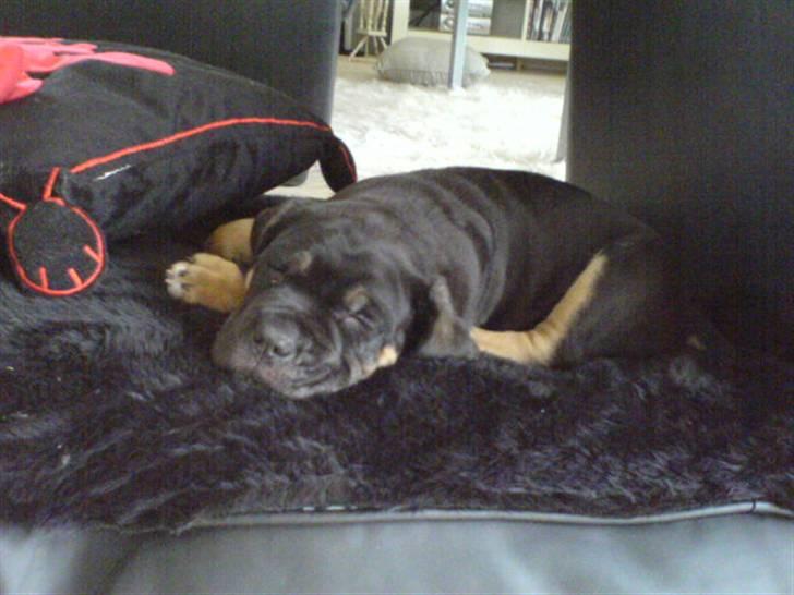 Blanding af racer Hendrix - En god lur på min nye STORE seng billede 6