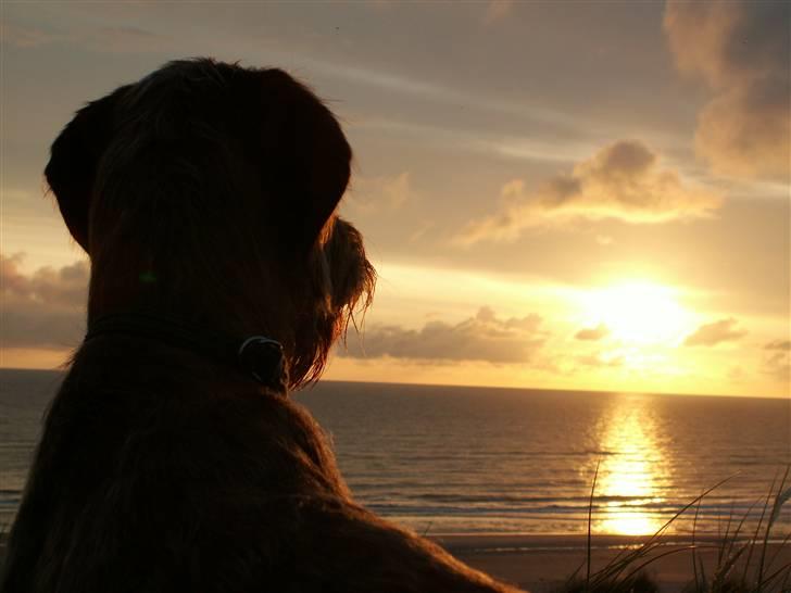 Ruhåret vizsla Casanova - Casa nyder solnedgangen billede 7