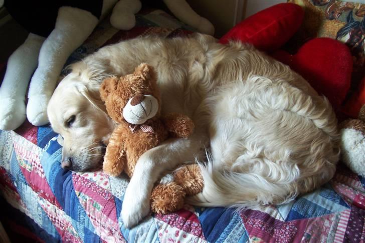 Golden retriever Lergaardens Playfull Pokémon (Tyson) - Blev lige så træt og smed mig med søses bamse *snork* billede 10