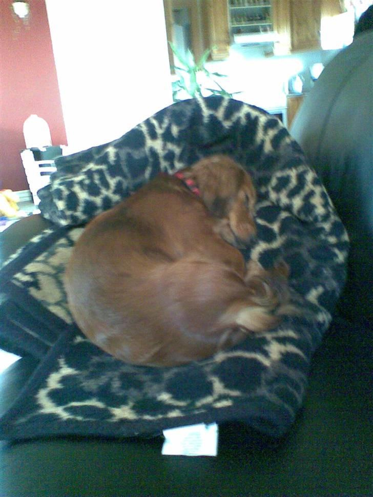 Dværggravhund Trille  - Trille laver altid huler i tæppet :D billede 7