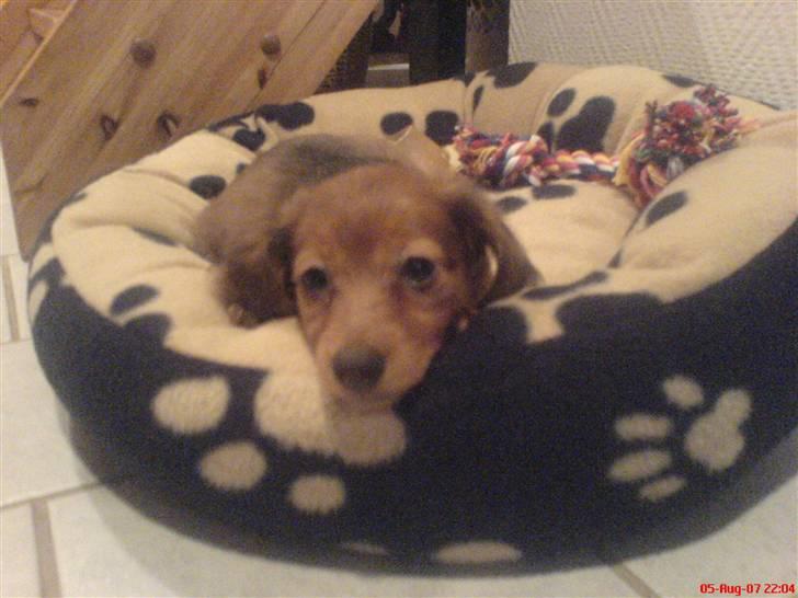 Dværggravhund Trille  - d. 5 aug 07 - Den dag Trille kom hjem, her ligger hun i sin nye hundekurv :D billede 8