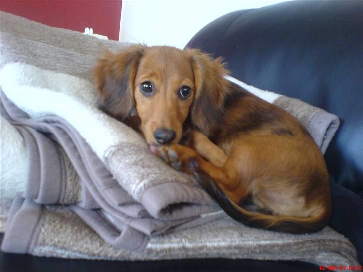 Dværggravhund Trille  - Trille ligger i sofaen :) billede 9