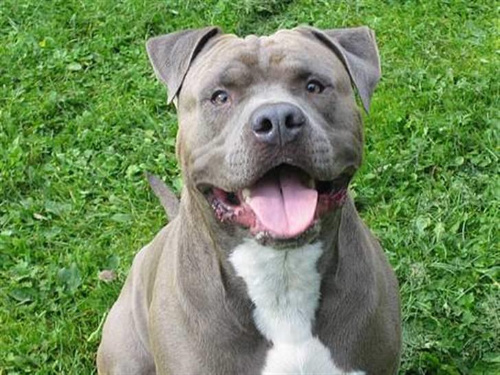 Amerikansk staffordshire terrier Rocco billede 1