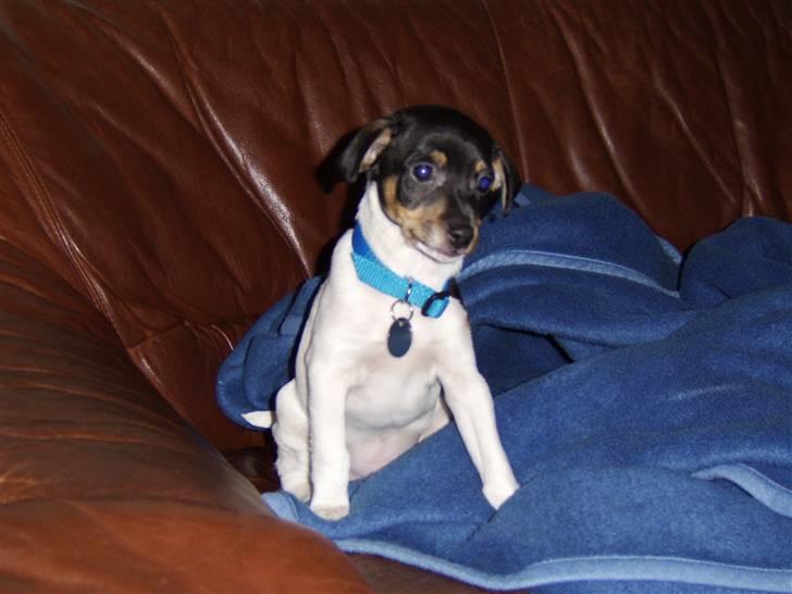 Dansk svensk gaardhund Idefix - En lille sofahund billede 8