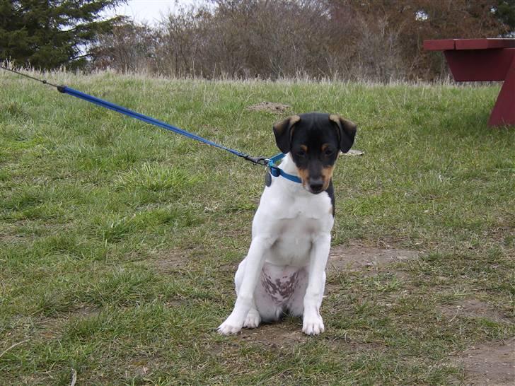 Dansk svensk gaardhund Idefix - Vent lige lidt, jeg skal lige se. billede 9