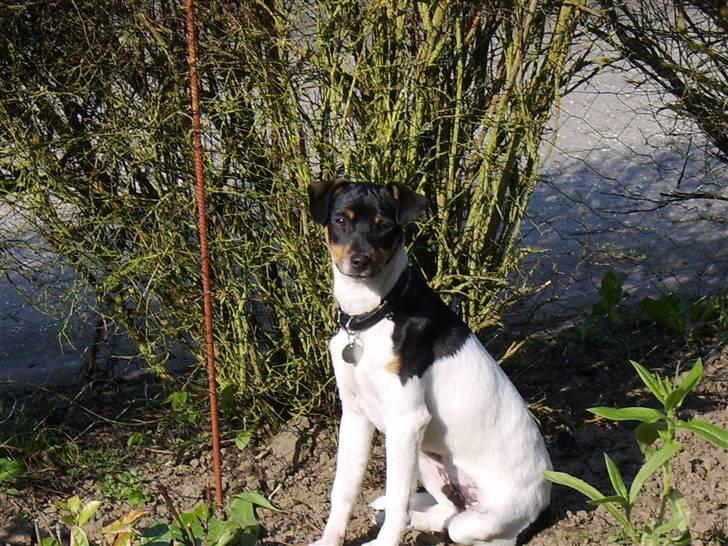 Dansk svensk gaardhund Idefix - Jeg elsker min have billede 10