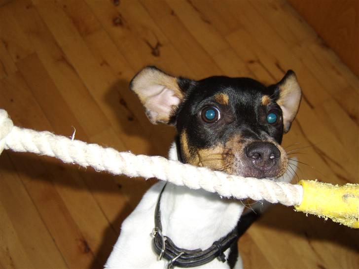 Dansk svensk gaardhund Idefix - Hov, det er mit legtøj! billede 11