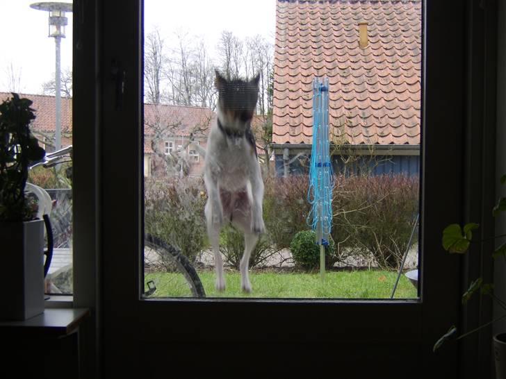 Dansk svensk gaardhund Idefix - Luk mig ind! billede 12