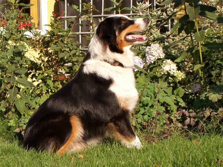 Australian shepherd Olga - Sidder jeg nu rigtigt pænt, falder der måske noget af..... Slupre slupre billede 1