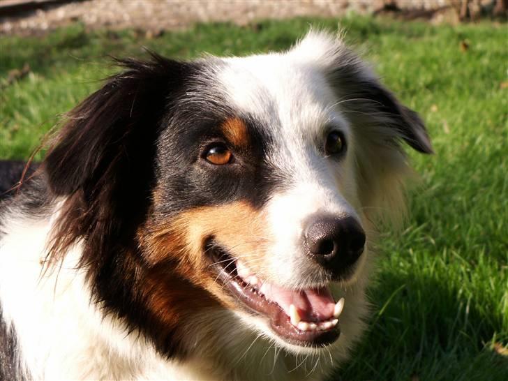 Australian shepherd Olga - Sådan ser jeg ud, mest fra venstre, dog uden det er min politiske holdning. billede 2