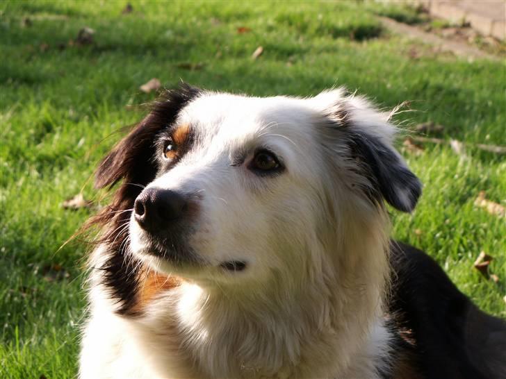 Australian shepherd Olga - Som i kan se, er der ret stor forskel på højre og venstre, men jeg er bare dejlig :-) billede 3