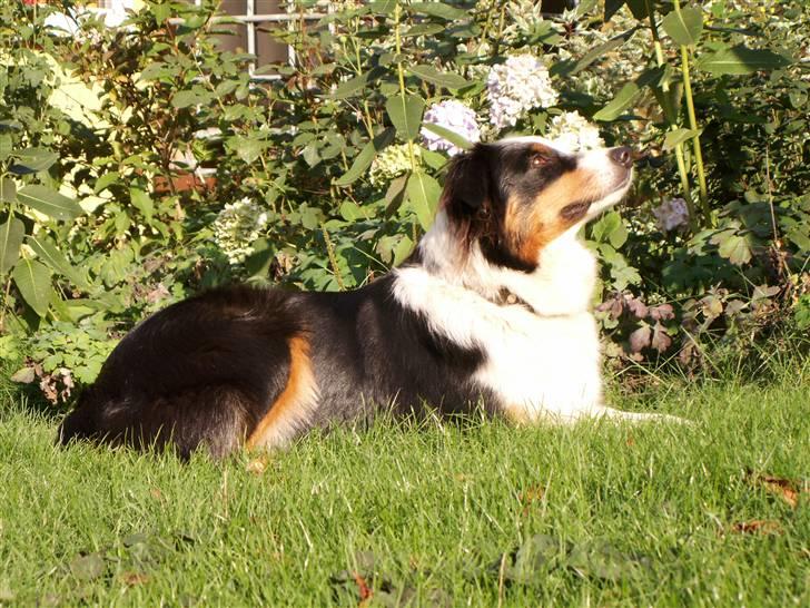 Australian shepherd Olga - Sådan en slapper, er nu ikke det værste der kan overgå en. billede 4