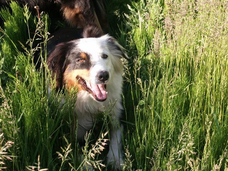 Australian shepherd Olga - I sådan noget græs, kan man jo nemt risikere at blive væk. billede 5
