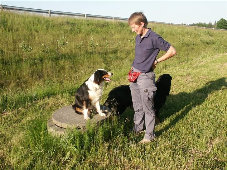 Australian shepherd Olga - Mor er optimist, hun tror stadig jeg kan lære nogle små kunster.....!!!! billede 6