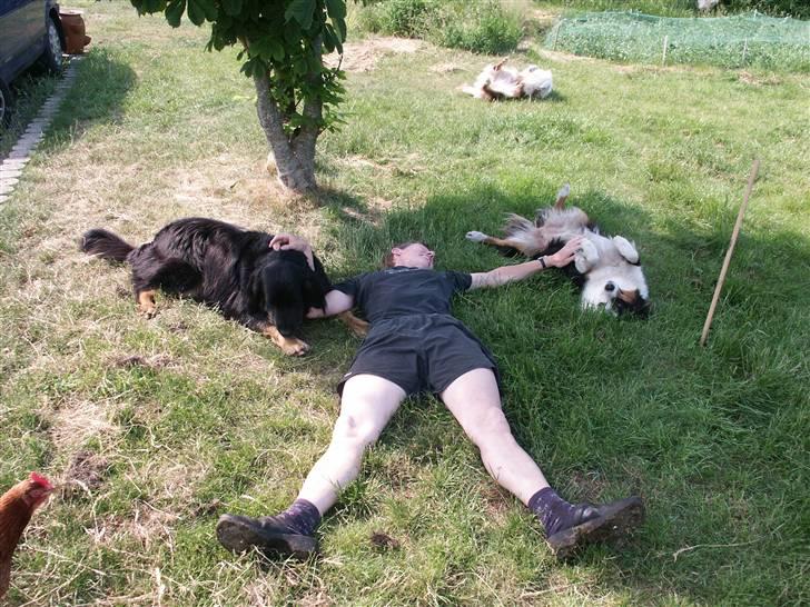 Australian shepherd Olga - Det er da lidt løgn, hvis man siger, at vi ingen sommer har haft... Den har bare været kort billede 7