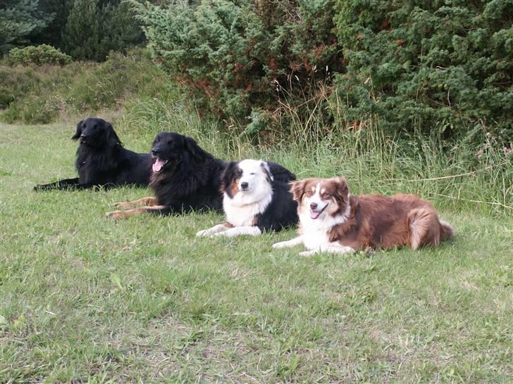 Australian shepherd Olga - Her er vi alle tre, sammen med Zeuss, som vi var på besøg hos, i Sæby... billede 8