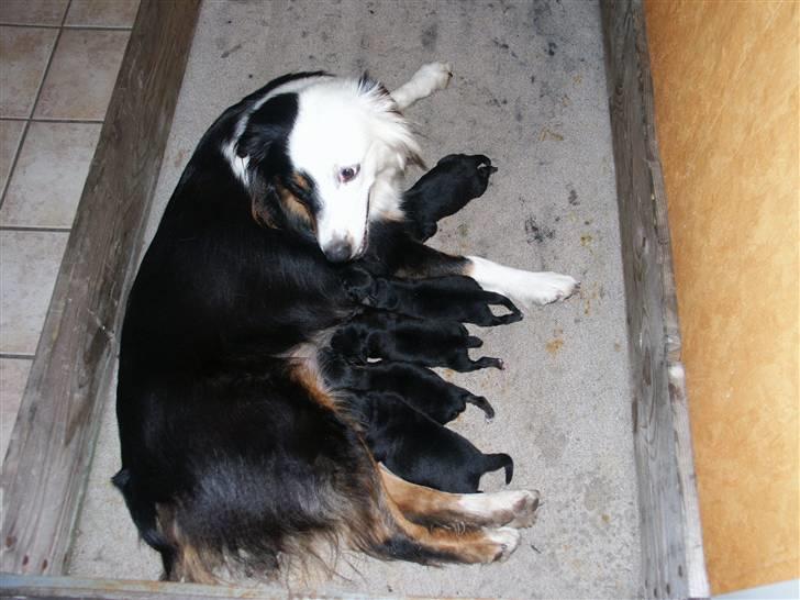 Australian shepherd Olga - Hvis i ikke ser så meget til mig for tiden, har i her årsagen.... Er de ikke bare dejlige ? billede 9