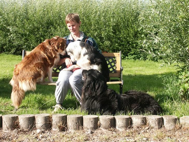 Australian shepherd Olga - Man kan jo kun gætte på, at der må være noget godt, i den lille røde taske :-)) billede 10
