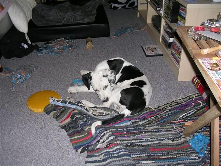 Blanding af racer Tezz - min lille pige.. er hun ikke bare sød.. :-) billede 1