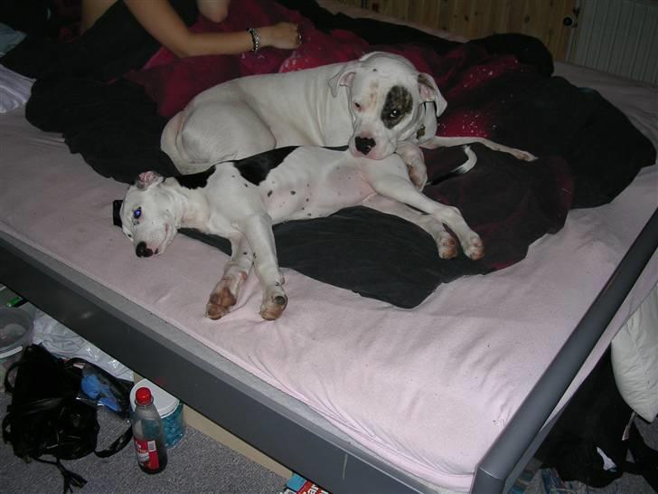 Blanding af racer Tezz billede 2