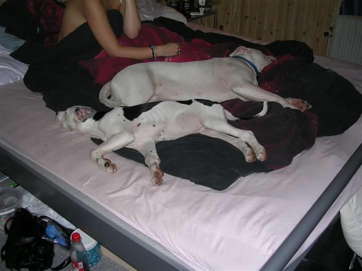 Blanding af racer Tezz billede 3