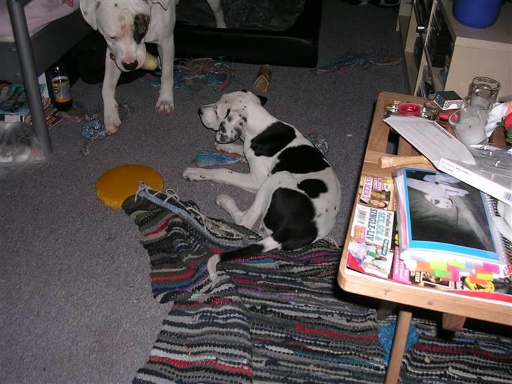 Blanding af racer Tezz billede 4