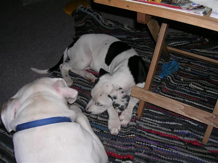 Blanding af racer Tezz billede 5