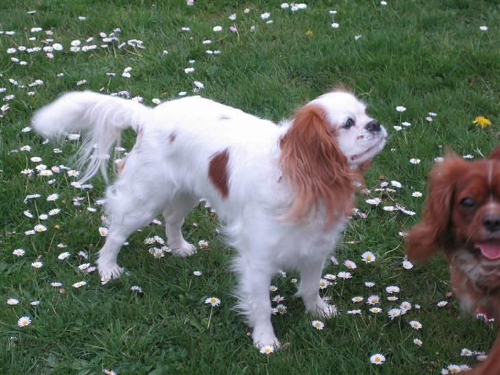 Cavalier king charles spaniel Perle R.I.P. 9. maj 2012  - Jeg er på Ermelundssletten og nyder alle forårsblomsterne. 07 billede 5