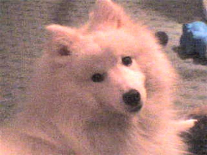 Japansk spids Pan - hej. er jeg på nu? billede 7