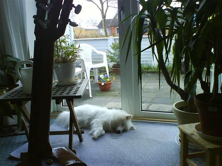 Japansk spids Pan - En træt lille hund billede 8