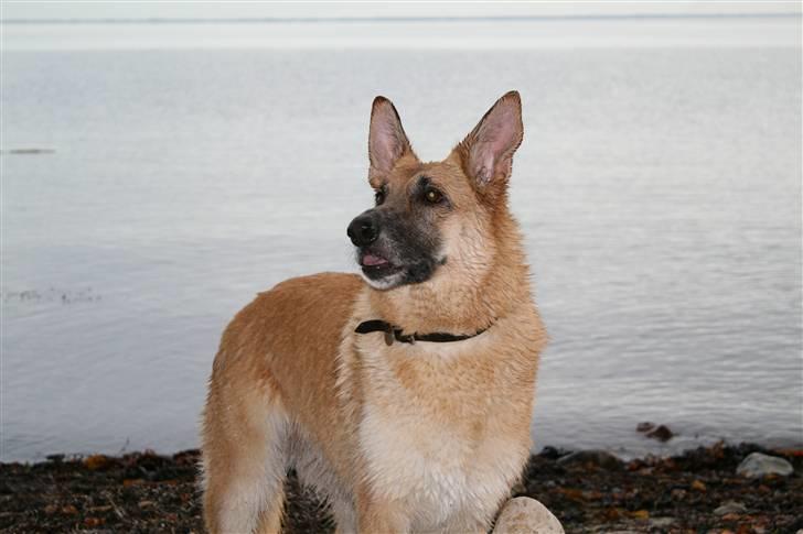 Schæferhund Lille billede 1