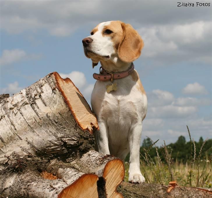 Beagle **Aiya** billede 1