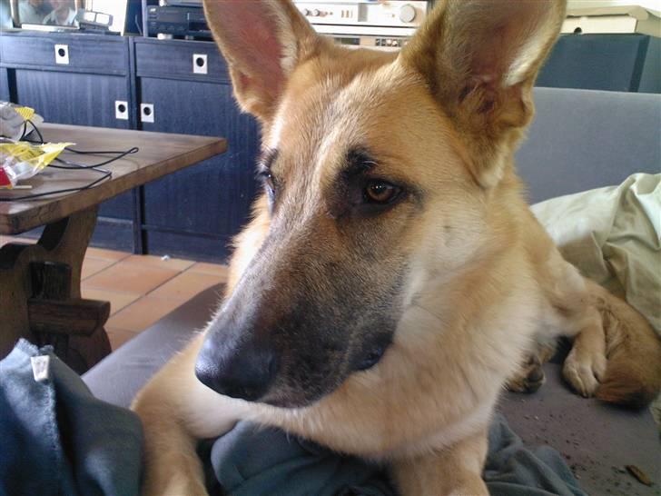 Schæferhund Lille billede 3