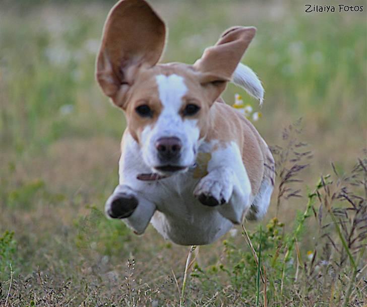 Beagle **Aiya** billede 2