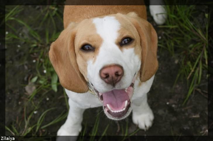 Beagle **Aiya** billede 11