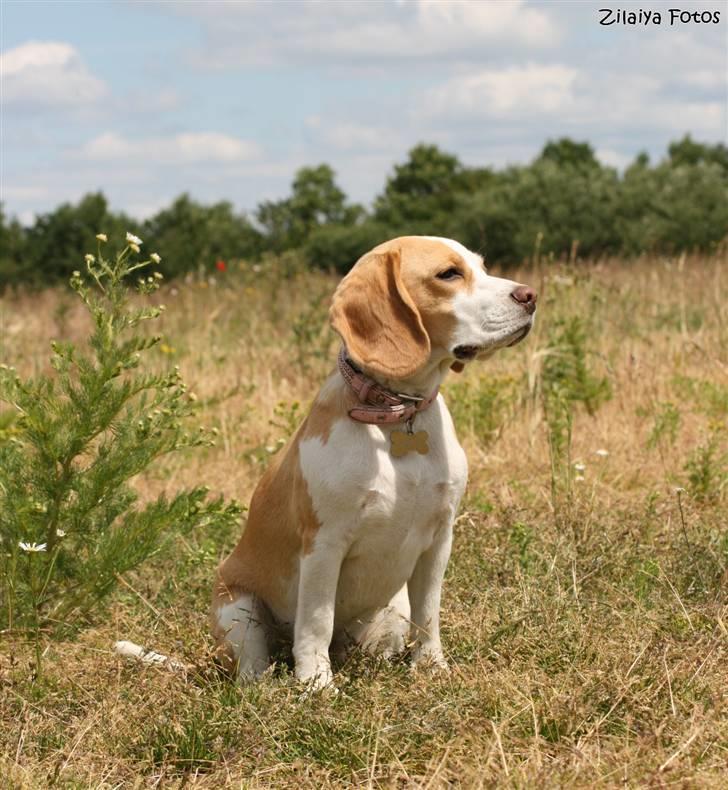 Beagle **Aiya** billede 12