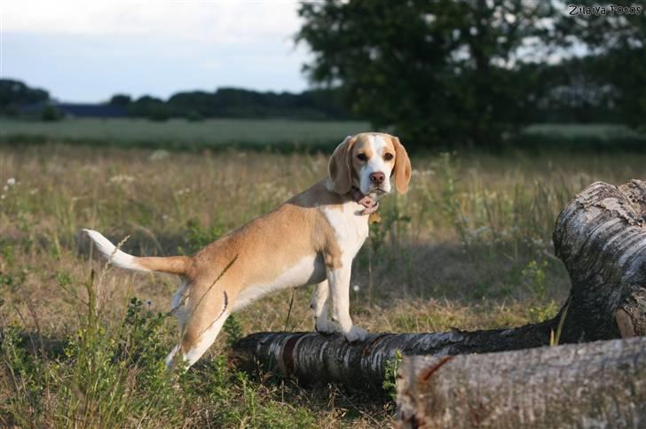 Beagle **Aiya** billede 17