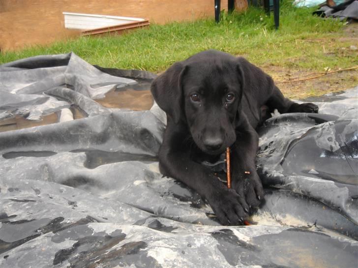 Labrador retriever Covie - Sandra ELSKER mig bare, når jeg kommer ind igen og vil sidde hos hende, efter jeg har ligget her i vandet. ^^, billede 10
