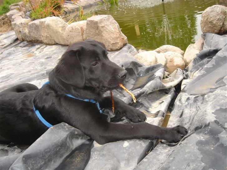 Labrador retriever Covie - Mig her ved fiskedammen. Skal vi fortælle dem om den dag, hvor jeg røg i? Var kun Covie, der så den oplevelse! billede 11